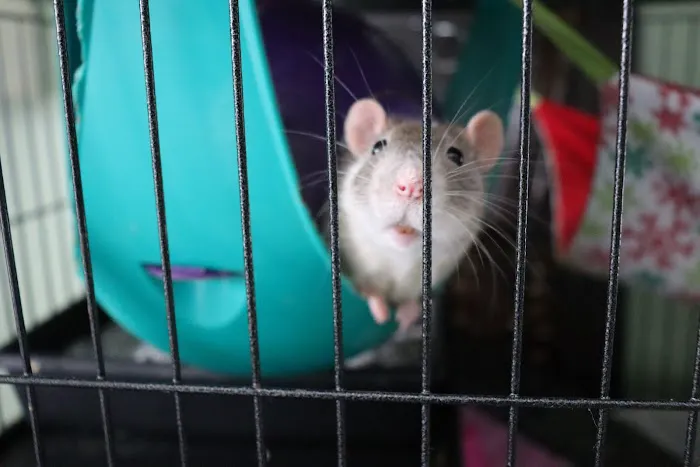 Wyllow Pet Hospital Picture 1