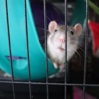 Wyllow Pet Hospital ico