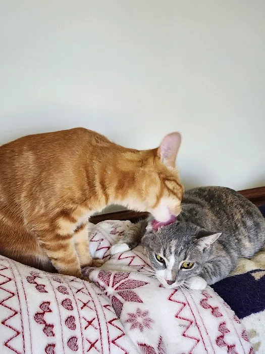 Wyllow Pet Hospital Picture 5