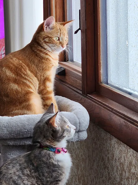 Wyllow Pet Hospital Picture 4