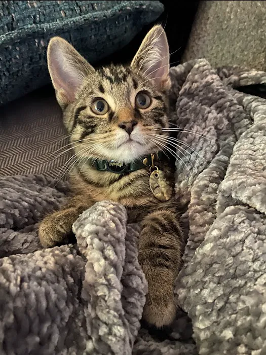 Wyllow Pet Hospital Picture 10