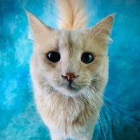 Beaver Dam Veterinary Clinic ico