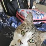 Mayville Animal Clinic: Stephenson Eric DVM