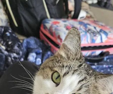 Mayville Animal Clinic: Stephenson Eric DVM