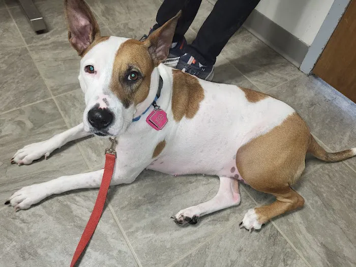 Mayville Animal Clinic Picture 10