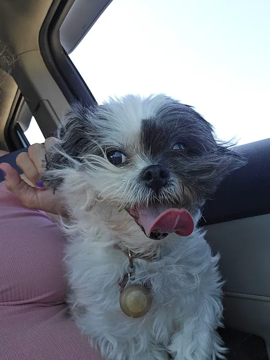 CJ Haase Veterinary and Immunological Services Picture 1