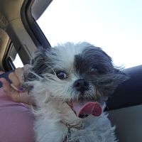 CJ Haase Veterinary and Immunological Services ico