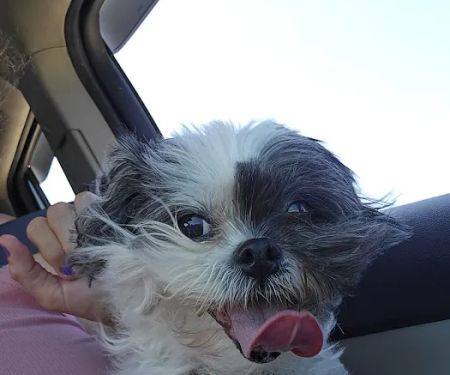 CJ Haase Veterinary and Immunological Services