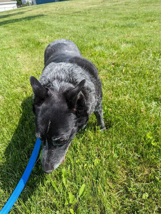 CJ Haase Veterinary and Immunological Services Picture 2