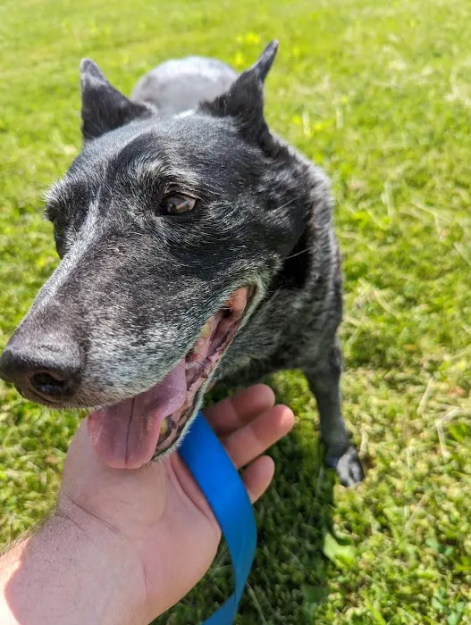 CJ Haase Veterinary and Immunological Services Picture 4