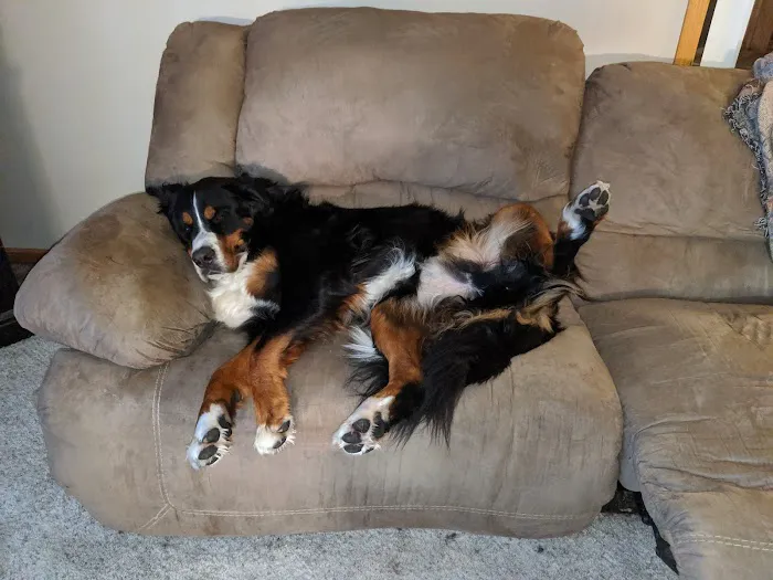 CJ Haase Veterinary and Immunological Services Picture 10