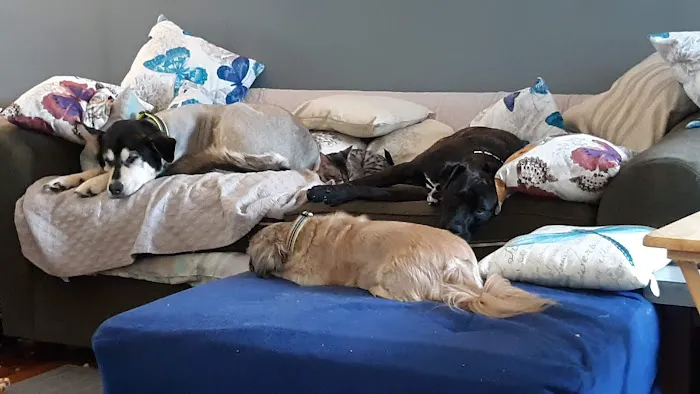 CJ Haase Veterinary and Immunological Services Picture 8