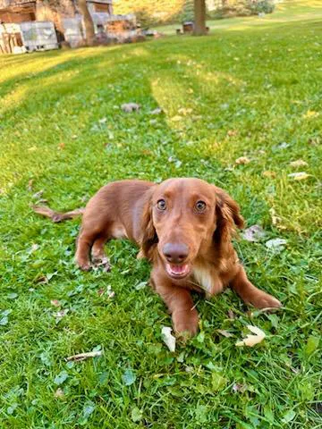 CJ Haase Veterinary and Immunological Services Picture 9