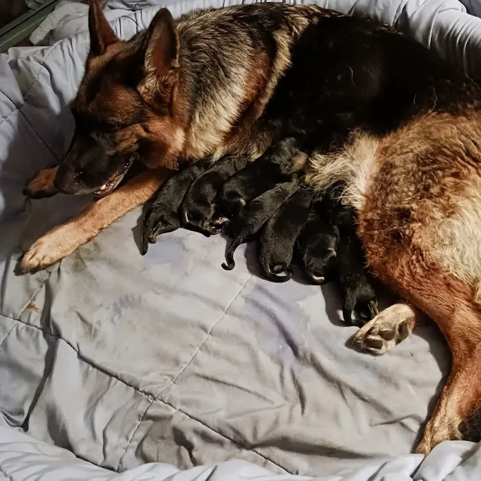 CJ Haase Veterinary and Immunological Services Picture 7