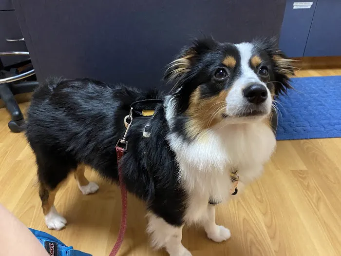 Veterinary Village ICSB WI/IL Brownsville Lomira Small Animal Clinic Picture 1