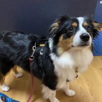 Veterinary Village ICSB WI/IL Brownsville Lomira Small Animal Clinic ico