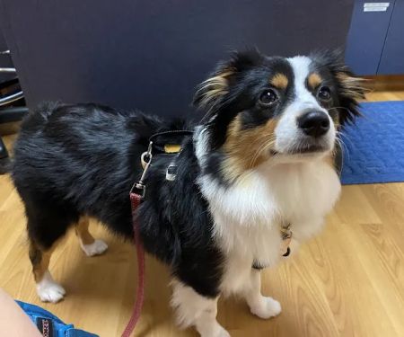 Veterinary Village ICSB WI/IL Brownsville Lomira Small Animal Clinic