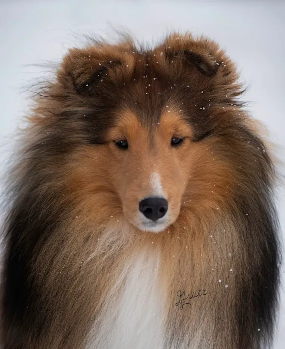 Veterinary Village ICSB WI/IL Brownsville Lomira Small Animal Clinic Picture 4