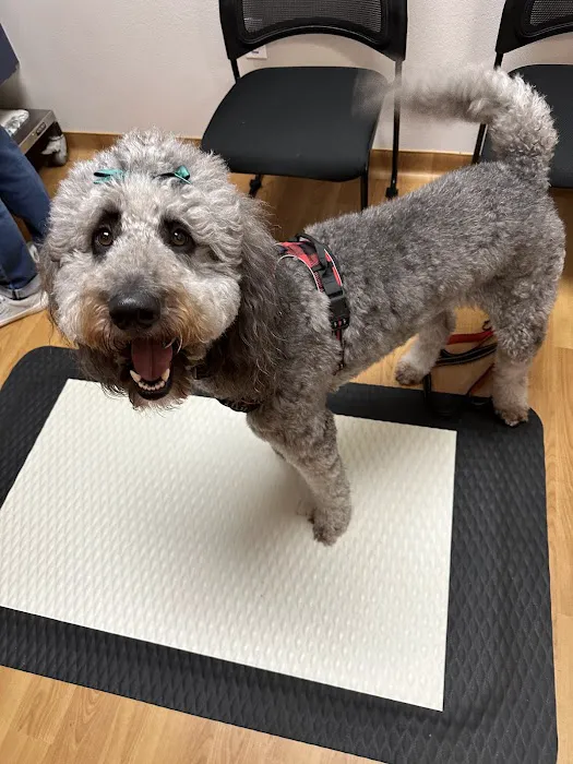 Veterinary Village ICSB WI/IL Brownsville Lomira Small Animal Clinic Picture 3