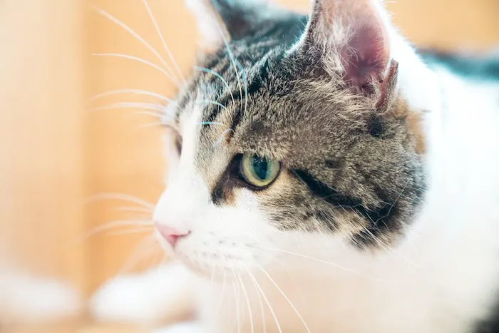 Gentle Healer Pet Clinic LLC Picture 2