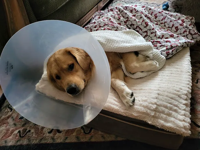 Gentle Healer Pet Clinic LLC Picture 3