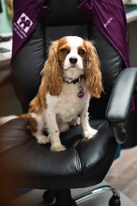 Gentle Healer Pet Clinic LLC Picture 8