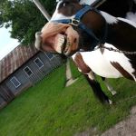 Lodi Veterinary Care