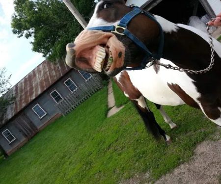 Lodi Veterinary Care