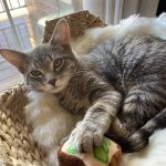 Token Creek Veterinary Clinic