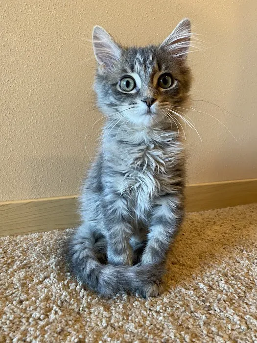 Token Creek Veterinary Clinic Picture 2