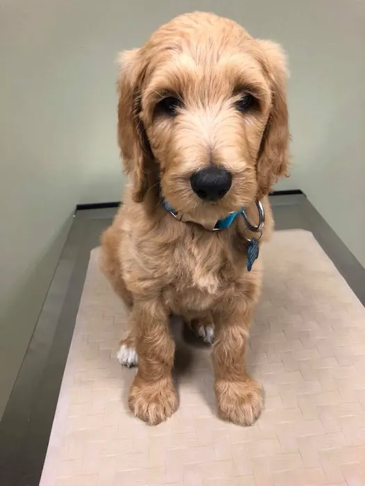 Token Creek Veterinary Clinic Picture 3