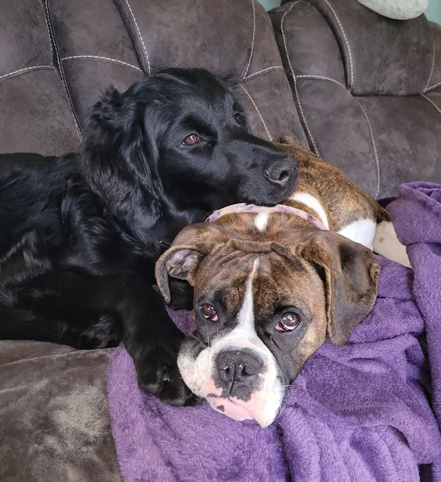 Token Creek Veterinary Clinic Picture 6