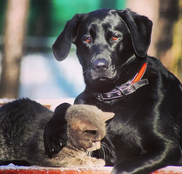 Token Creek Veterinary Clinic Picture 9