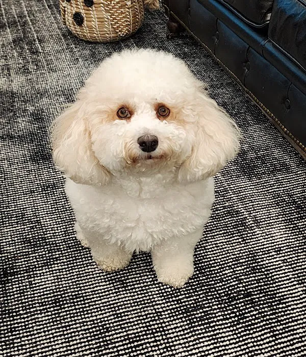 Aurora Veterinary Care Picture 3