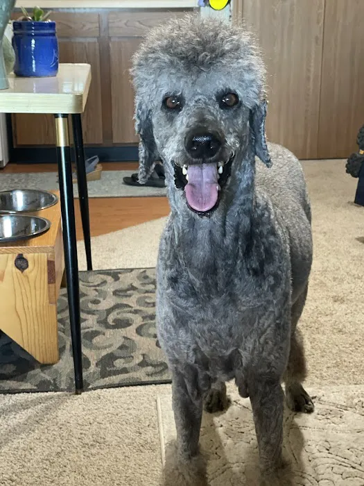 Aurora Veterinary Care Picture 1