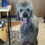 Aurora Veterinary Care