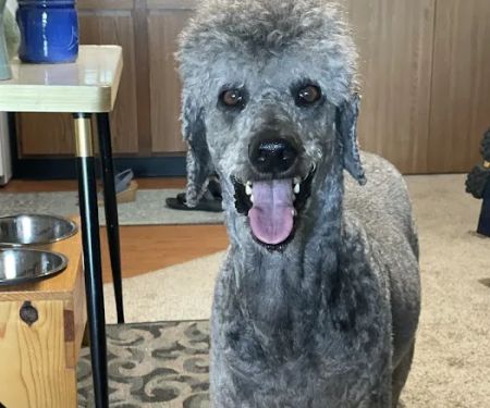 Aurora Veterinary Care