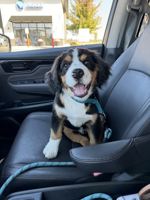 Aurora Veterinary Care Picture 4