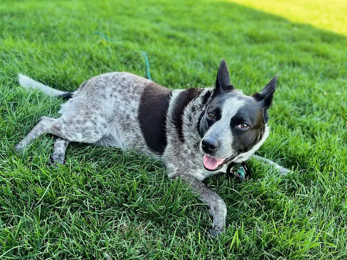 Aurora Veterinary Care Picture 7