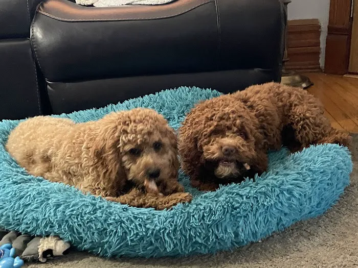 Aurora Veterinary Care Picture 8