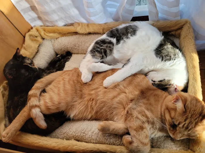 Aurora Veterinary Care Picture 10