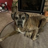 Pineview Veterinary Hospital & Pet Resort ico