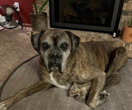 Pineview Veterinary Hospital & Pet Resort