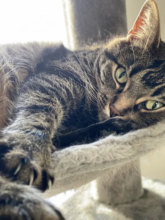 Pineview Veterinary Hospital & Pet Resort Picture 10