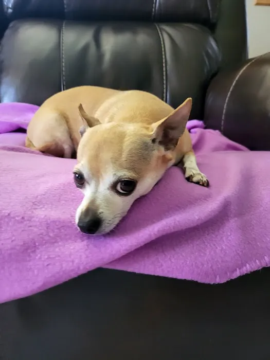 Capital City Vet Clinic Picture 2