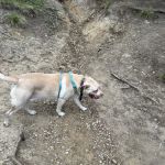 Capital City Vet Clinic