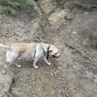 Capital City Vet Clinic ico