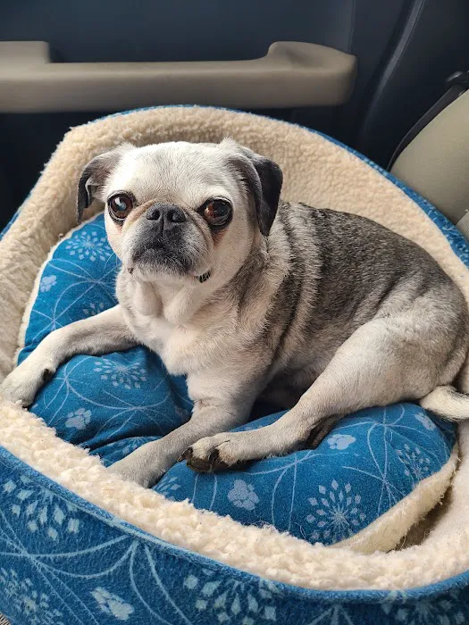 Capital City Vet Clinic Picture 4