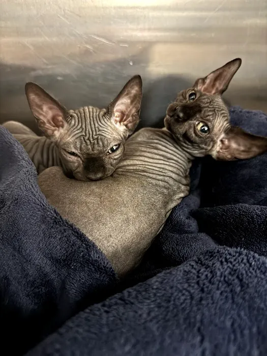 Capital City Vet Clinic Picture 6