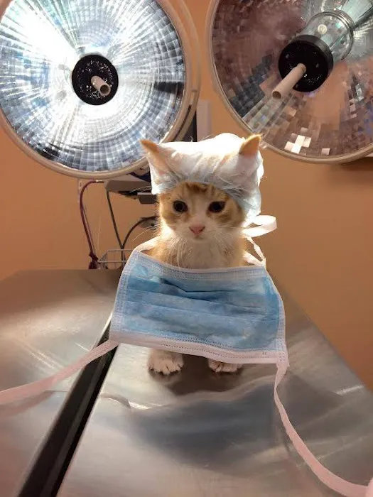 Capital City Vet Clinic Picture 9